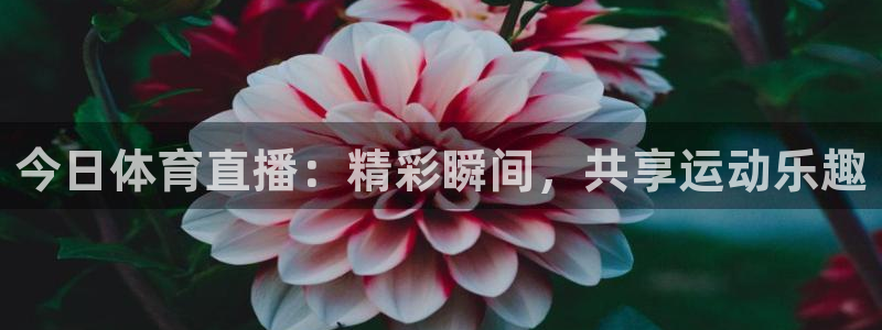 高速飞速体育直播：今日体育直播：精彩瞬间，共享运动乐趣